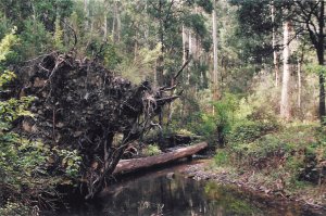 Donnelly's Creek near Camp